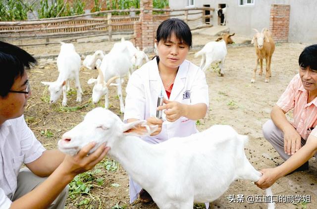 哈尔滨农大宠物医院怎么样:动物医学和口腔医学哪个就业更好？为什么？