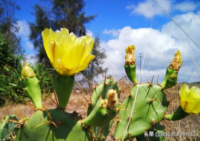 什么动物吃仙人掌都不刺:除了仙人掌，还有什么植物没有叶子，会结果实可以吃的。求解？