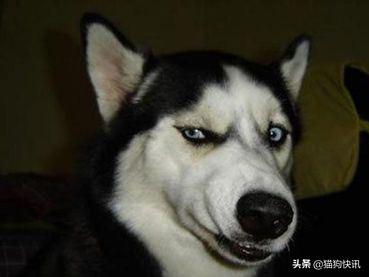 哈士奇犬:哈士奇会咬人吗？通常在什么情况下会咬人？ 哈士奇犬舍