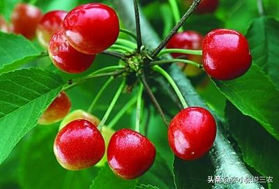 蒂塔万提斯:各位大佬，rg海盗和托鲁基斯ew哪个好
