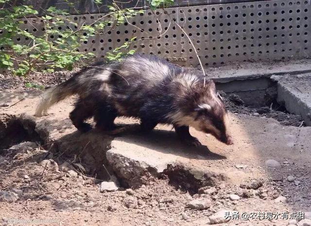 猪獾:猪獾图片 农村山里的猪獾为什么没人敢吃它的肉呢？