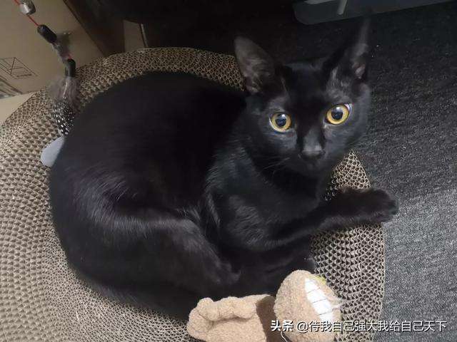 皇家幼猫猫粮成分表:第一次养猫，5月龄的英短幼猫吃什么猫粮好？