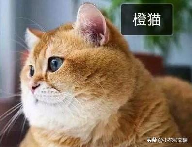 猫的品种:想养一只猫，有没有推荐的猫的品种，在哪里买猫比较好？