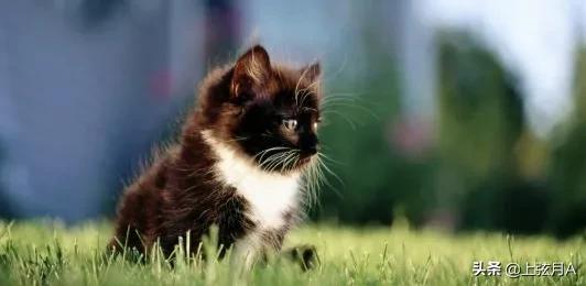 十二生肖里没有猫，而老鼠却排名第一的传说到底是怎样的呢？