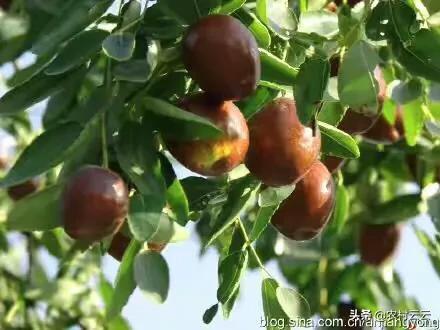 安第斯山猫可以养殖吗:海拔1200米左右的高山上适合种植什么蔬菜、树木和药材？