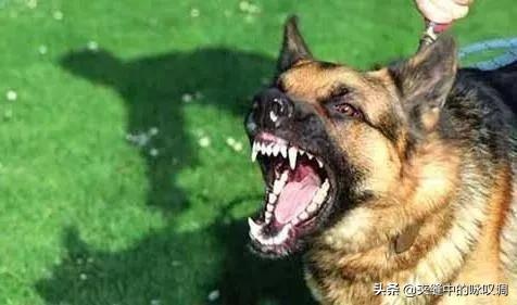 缉毒犬拉布拉多图片:国家规定城市小区不准养禽畜，狗也是六畜之一，养狗违法吗？