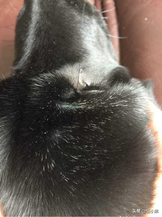 黑色纽芬兰犬:你见过最懒的狗狗有多懒？