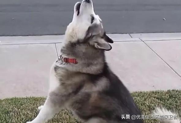 狼和狗的区别:狼与狗的最大区别是什么呢，有些狗会狼嚎，那狼会不会狗叫呢？
