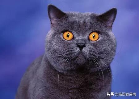 卡尔特猫和蓝猫生出的宝宝什么样:家猫跟蓝猫配生出什么样的猫几率大？