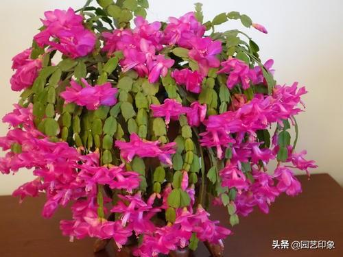 蟹爪兰图片:蟹爪兰嫁接后几天成活？我的有半个月了？不知死活？