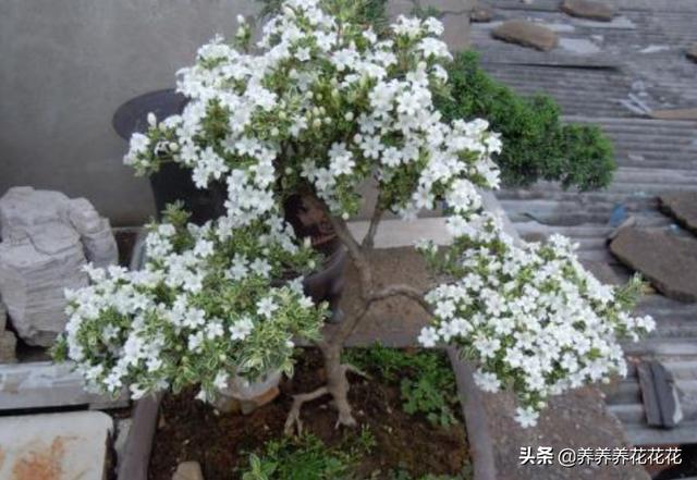 盆景六月雪怎么养护:盆栽六月雪需要注意什么？