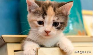 刚睁眼的小猫吃什么:小猫什么时候能喂吃的？刚开始喂什么好点？ 刚睁眼的小猫吃什么食物