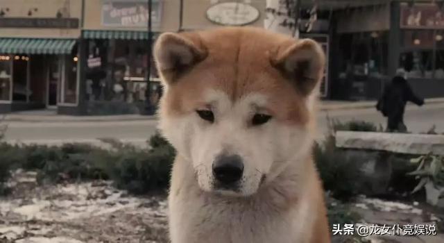 秋田犬八公 资料:因身高被禁养的秋田犬有什么优点？