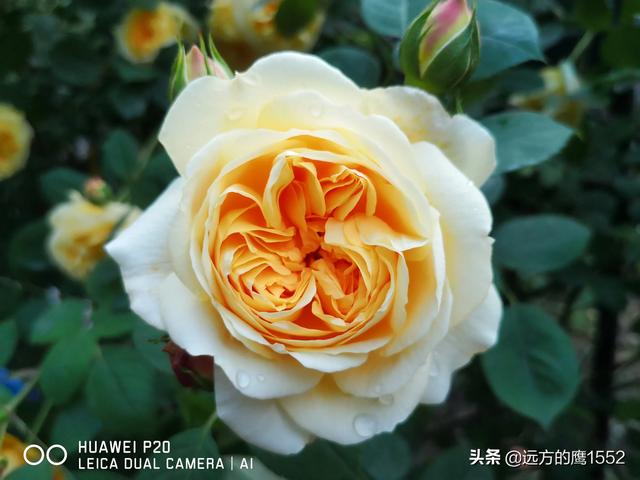 欧洲月季花品种介绍:月季花欧月品种介绍 养好欧月需要花多少时间和金钱？月季好养吗？