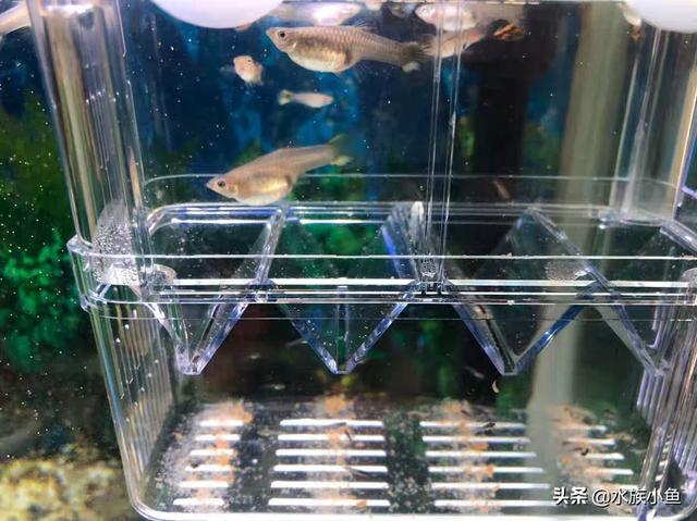 银河马赛克孔雀鱼图片:孔雀鱼的寿命有多长，仰头怎么回事？