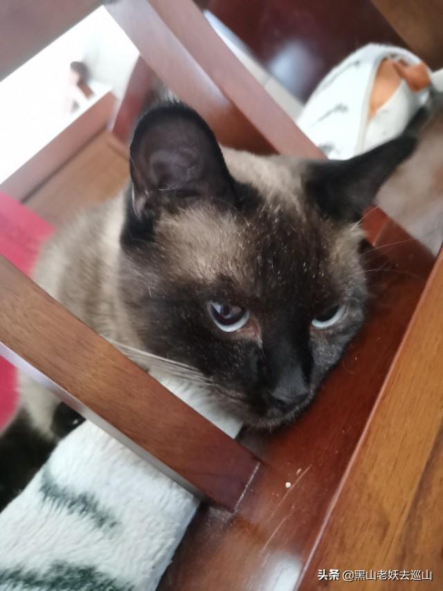 猫和狗的故事:猫咪的一生只会认定一个主人吗？