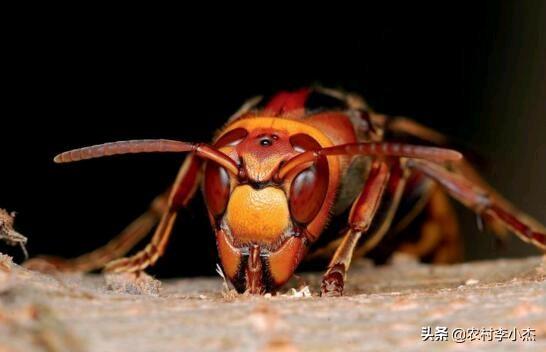 头条问答- 蜜蜂场有虎头蜂如何处理？(18个回答)