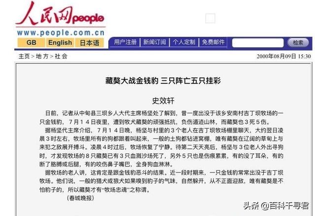 江润犬业比赛视频:正常状态下成年雄性藏獒和雄性山魈哪个战斗力强？