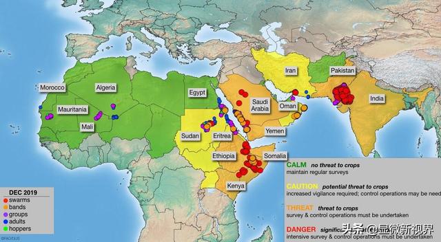 沙漠蝗虫总袭击印度，席卷世界却败给吃货为何说我国难以受到印度3600亿蝗虫威胁