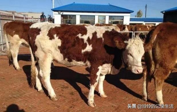 小古牧犬价格:养10头小母牛大概需要多少钱？
