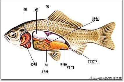 一家三口患肝癌,医生：鱼身上3个部位,多吃一口,等于吃癌细胞,请问是哪三个部位？