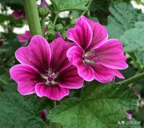 龙吐珠开完花后用剪吗?:龙吐珠开完花需要修剪吗 蜀葵的功效有哪些？怎样种植呢？