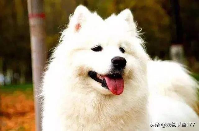 博美犬不能吃什么水果:哪些水果对狗狗来说是有害的？