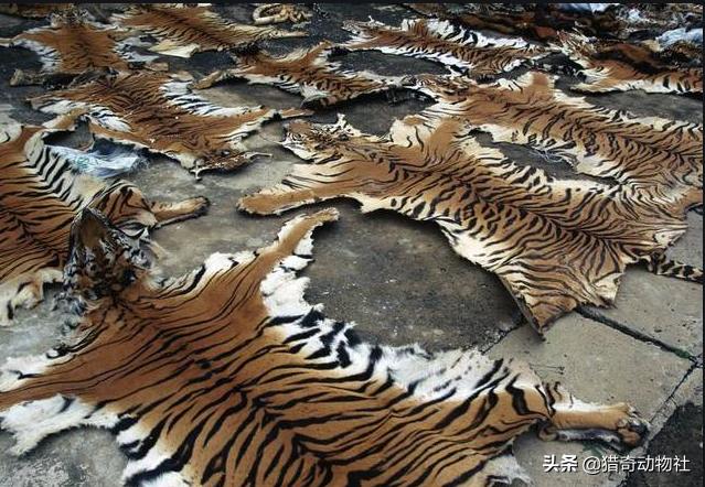 老虎寿命:老虎寿命多少年 人和老虎都处于食物链顶端。人和老虎谁更残忍？二者区别在哪里？