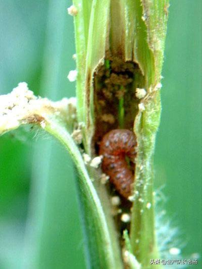 玉米地蚜虫怎么防治:玉米结果期有钻心虫怎么治？