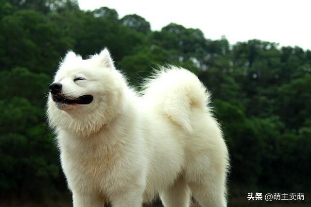 萨摩耶犬价格及图片:五六个月的名犬萨摩耶能卖多少钱？ 白色萨摩耶犬图片