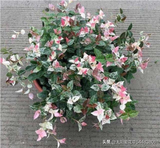 夹竹桃图片:花叶络石怎么修剪才爆盆？