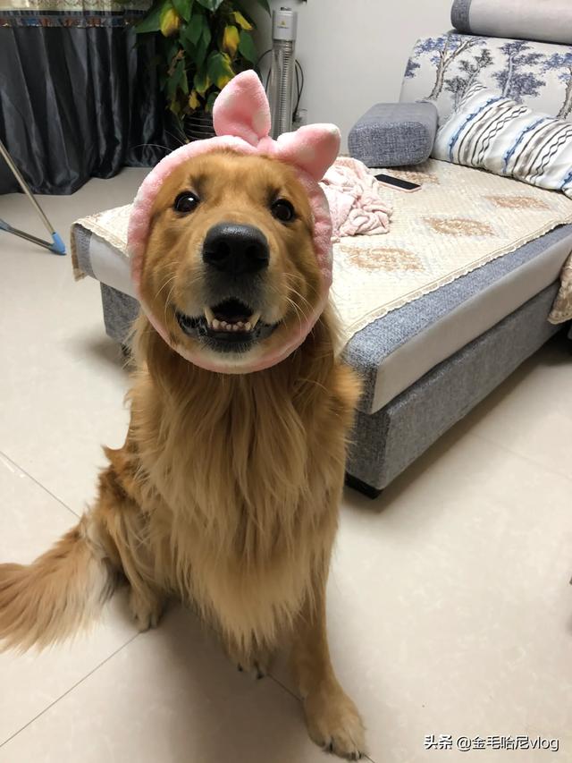 金毛犬性格:金毛有什么特点?养金毛要注意点什么？