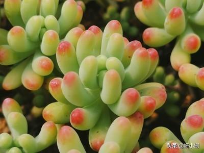 小多肉怎么光长高不长叶子？