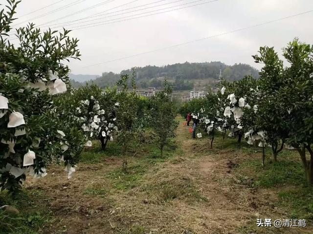 树上的鸟的图片:又到一年拍鸟季，如何拍鸟？