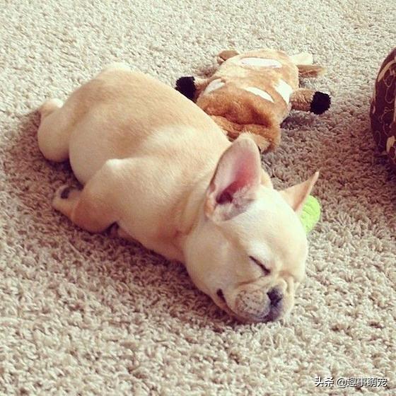 罗德西亚脊背犬的共同交流:宠物饲养，哪种狗养起来省心？听说二哈拆家？ 罗得西亚脊背犬介绍