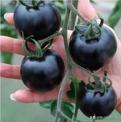 黑金刚壮阳，黑番茄与普通番茄有什么差别怎么种植