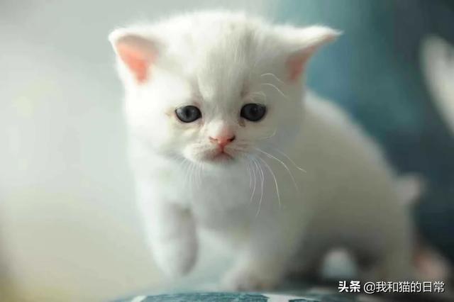 猫瞳孔颜色的代表:小奶猫的眼睛颜色 猫的眼睛为什么会有各种各样的颜色？