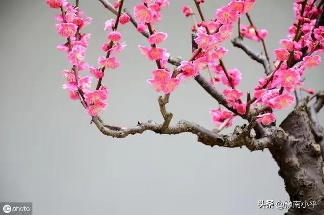 树锦鸡儿植株变黑:红梅盆景新枝条开始变黑，慢慢枯萎掉，是怎么回事？如何处理？