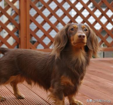 德国腊肠犬的图片大全:腊肠犬好养吗，腊肠犬怎么养？