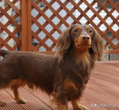 腊肠犬的优点和缺点，养一只腊肠犬是怎样的体验