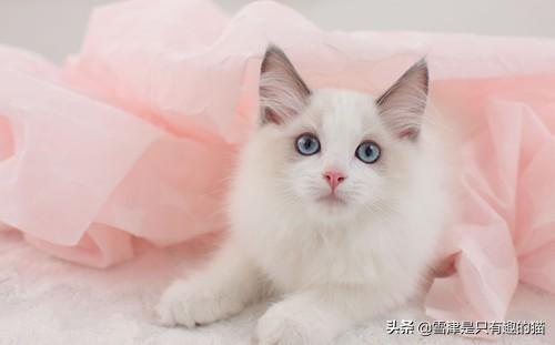 如果你喜欢一只布偶猫,你觉得你要月薪多少你才会买下它？