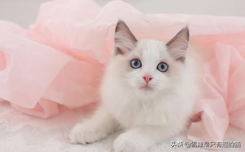 合肥布偶猫价格多少钱一只:现在不同品种的猫咪都分别是什么价格？