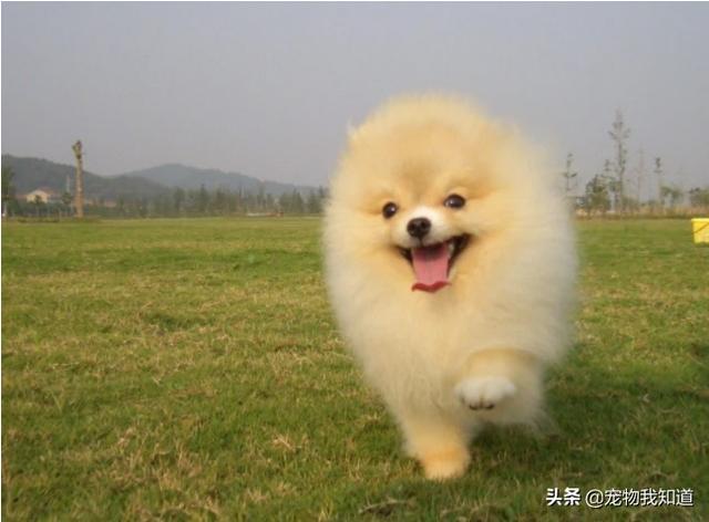 北京宠物狗贝生吉犬的性格特点:哪种狗适合在楼里面养？为什么？