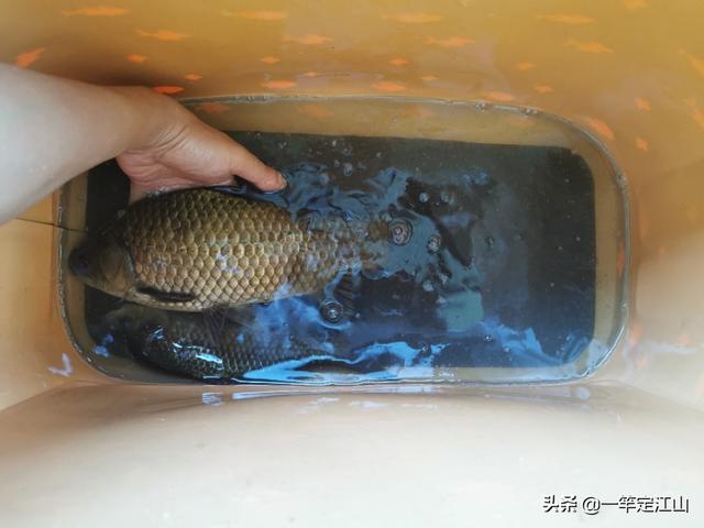 鮣鱼吃什么食耳:钓鲫鱼、草鱼和鲤鱼时分别用什么做鱼饵？