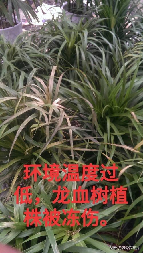 量天尺干瘪发黑:丽格海棠根部干瘪黑是怎么回事？
