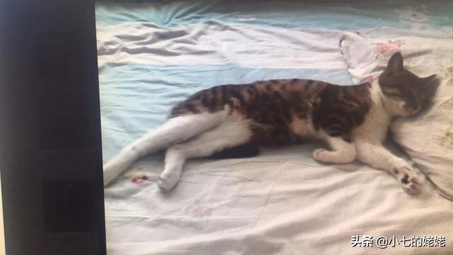 猫会说话:如果猫会说话，那会是怎样的情景？