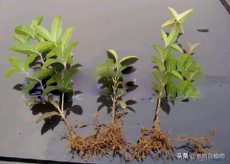 红千层种不活:桂花树扦插为什么种不活？
