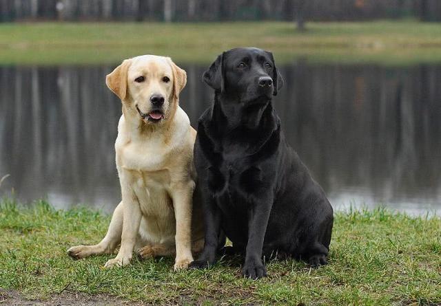 腊肠犬多少钱一只:金毛狗狗一般能活多少岁？一生有几个阶段？