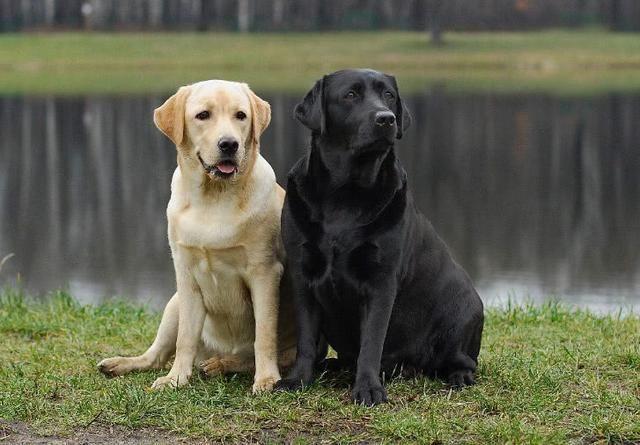 昆仑山脉犬和伯恩山犬:60岁的人想养只一狗，养什么狗好呢？ 澳洲牧羊犬跟伯恩山混血