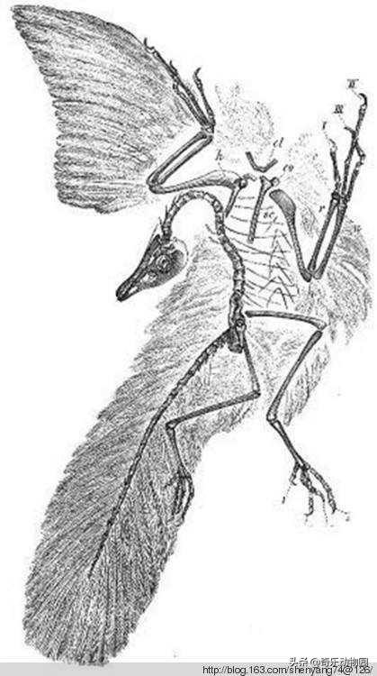 孙氏孔子鸟:始祖鸟翅膀上有爪子，现在的鸟为什么没有了？